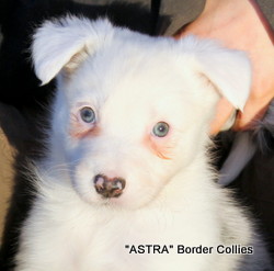 Blue merle Tricolour, Female, medium coated, border collie puppy